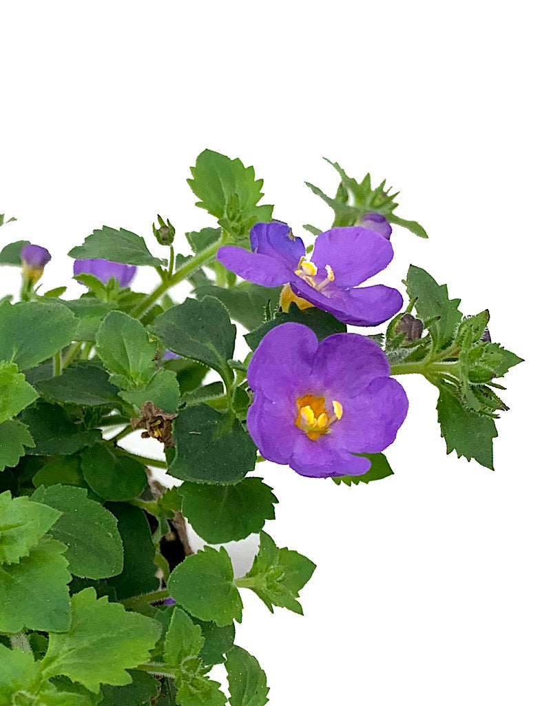 Bacopa 'Snowstorm Blue Bubbles' 4 Inch