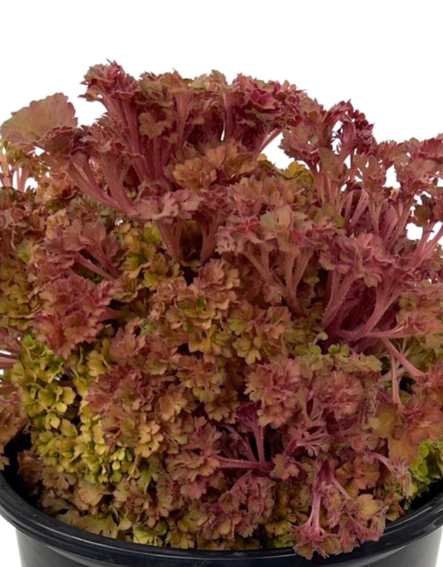 Heuchera 'Frilly' 1 Gallon