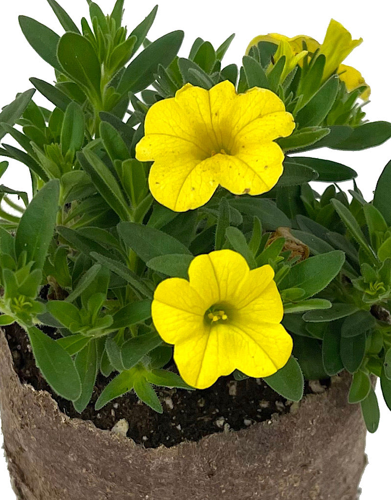 Calibrachoa 'Conga Deep Yellow' 4 Inch