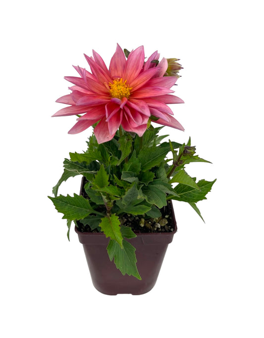 Dahlia 'Venti Passion Fruit' Quart