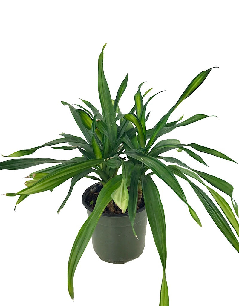 Dracaena 'Rikki'  6 inch