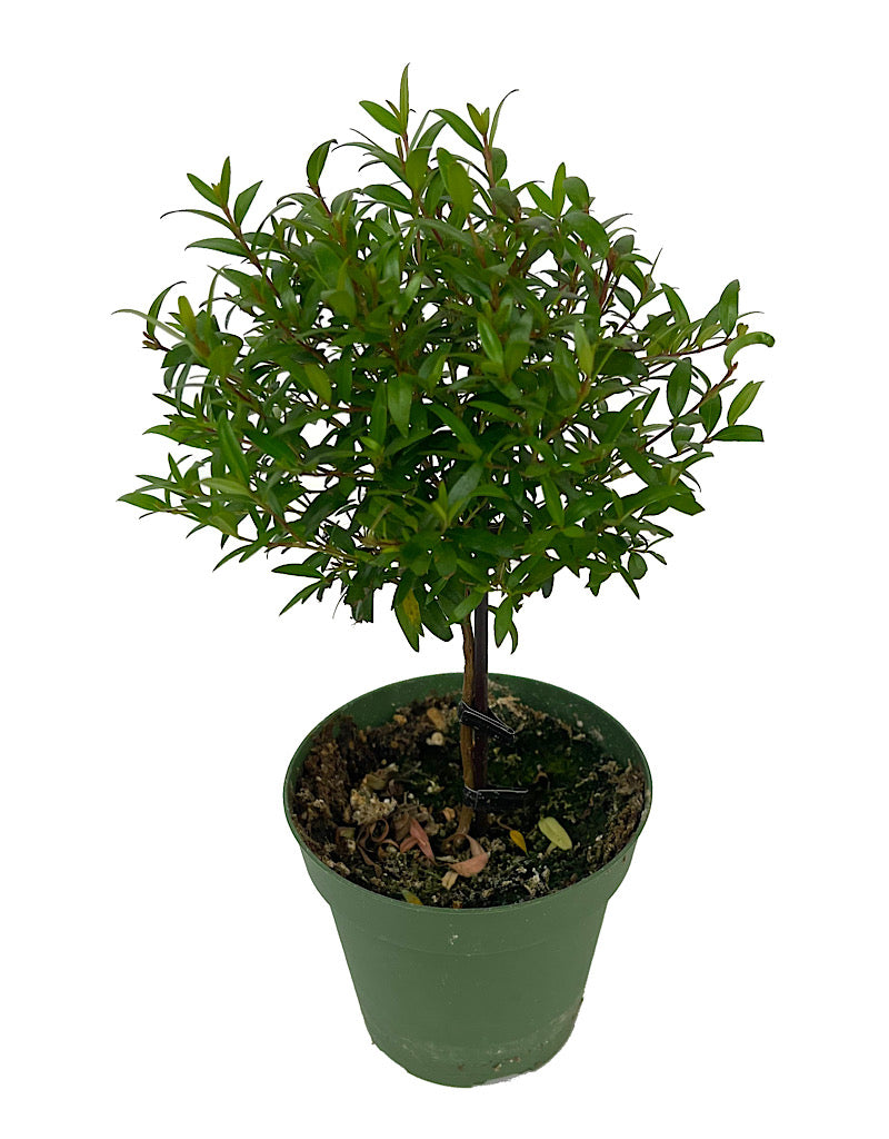 Myrtle communis 'Ball Topiary 5 Inch