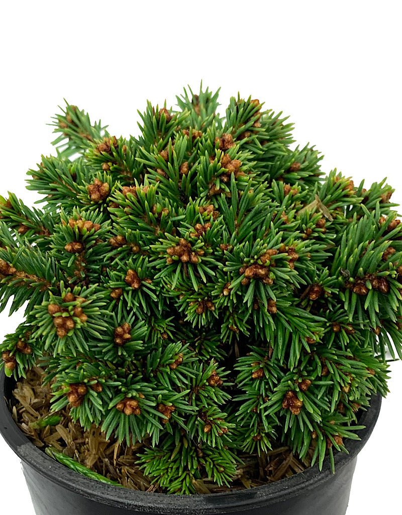 Picea abies 'Thumbelina' 4 Inch