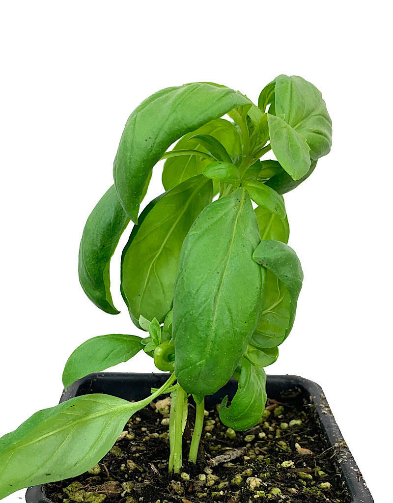 Basil 'Genovese' 4 Inch