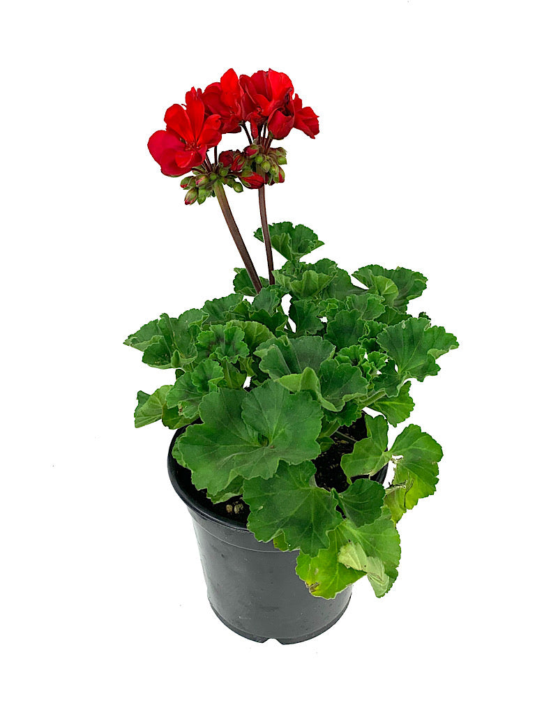 Geranium Zonal 'Presto Dark Red'