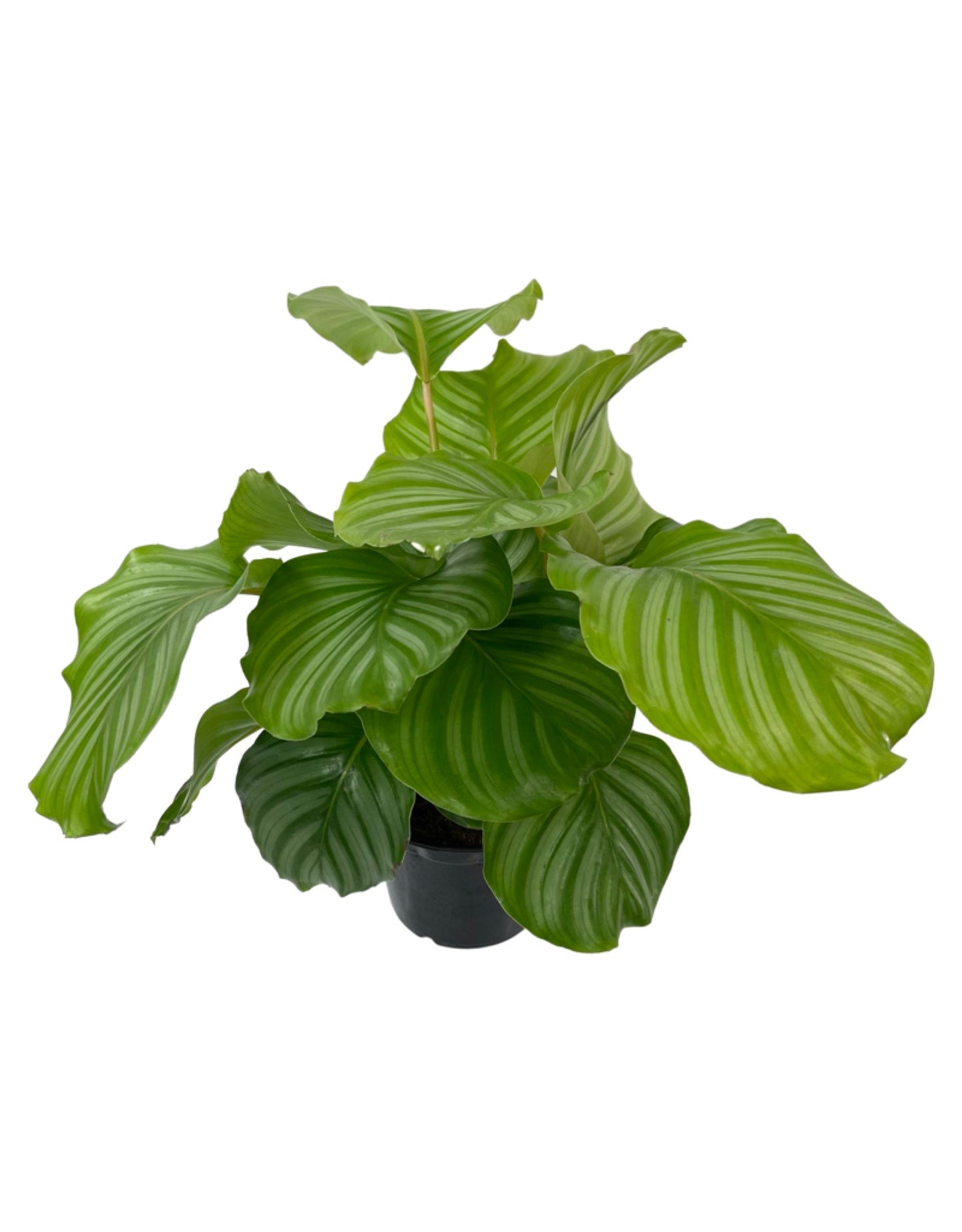 Calathea orbifolia 6 Inch