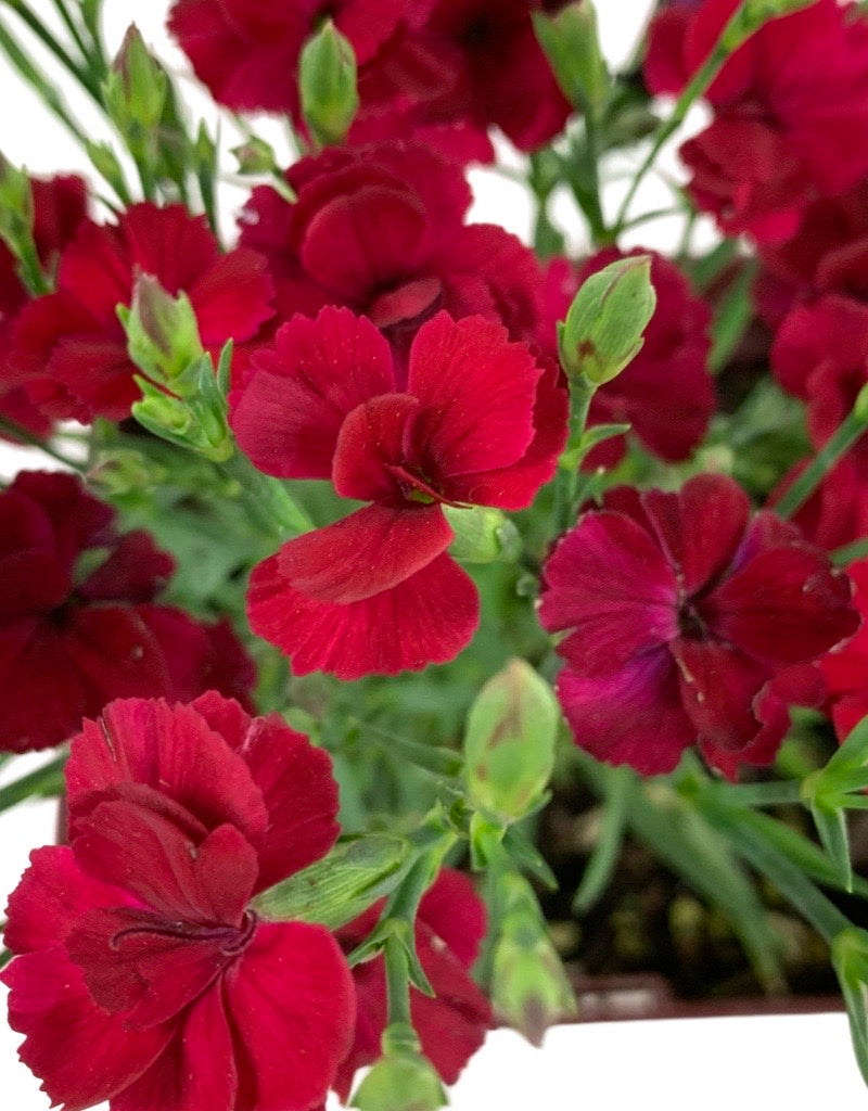 Dianthus 'Delilah Magenta' Quart