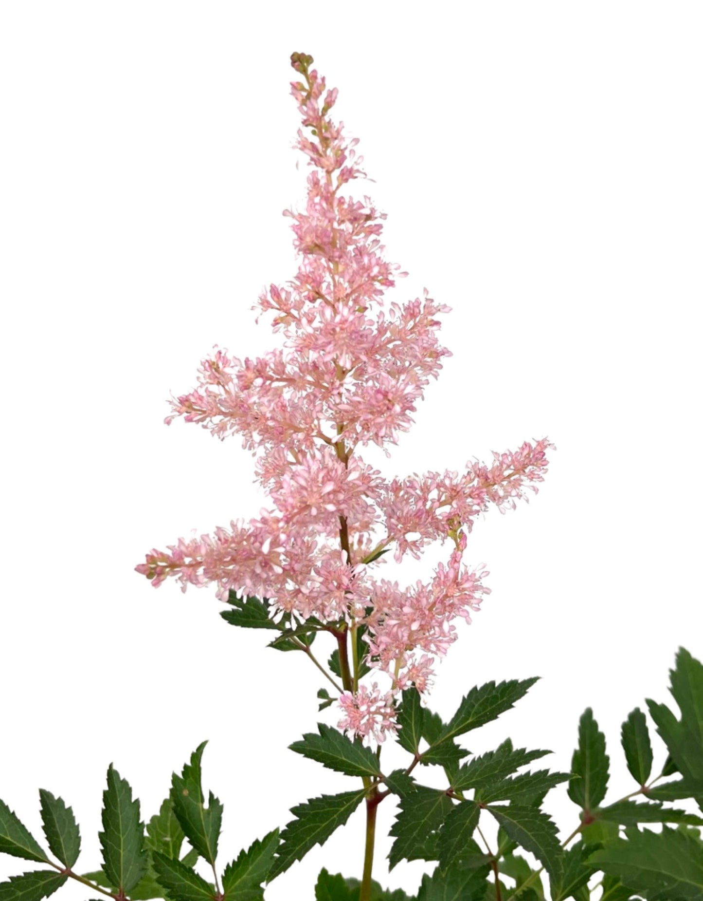 Astilbe 'Younique Silvery Pink' 1 Gallon