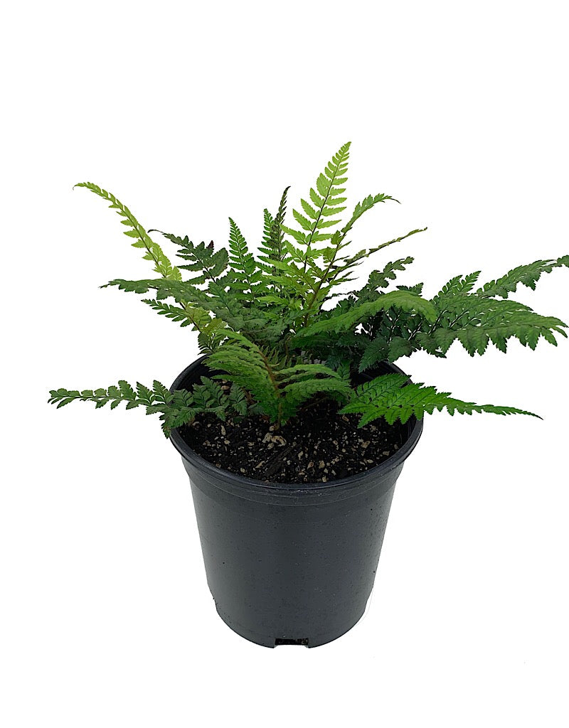 Polystichum tsus-simense 'Korean Rock Fern'