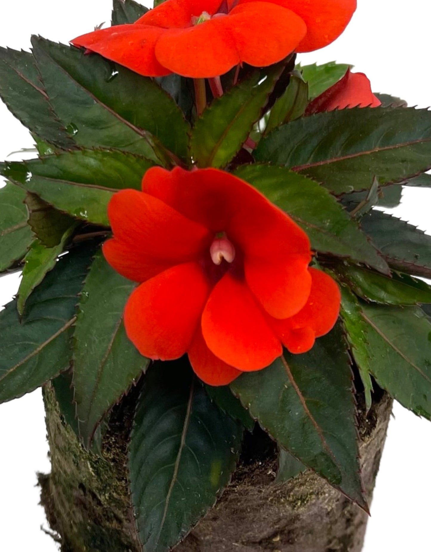 Sunpatiens  €˜Compact Orange  4 Inch