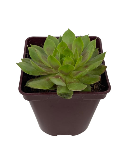 Sempervivum 'Jubilee'  4 Inch