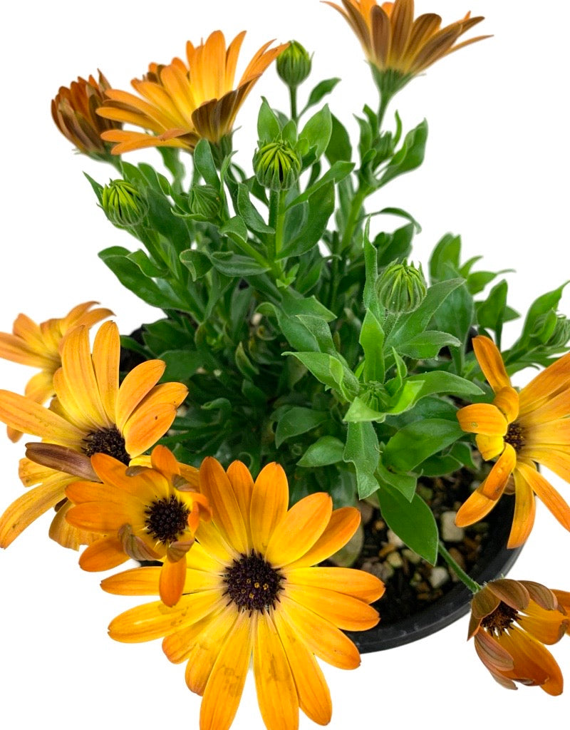 Osteospermum 'Sunshine Beauty' 6 Inch