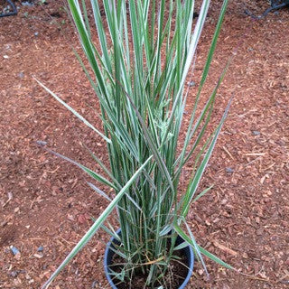 Calamagrostis 'Overdam'- 1 gal