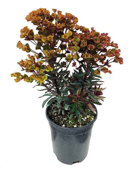 Euphorbia 'Blackbird' 1 Gallon