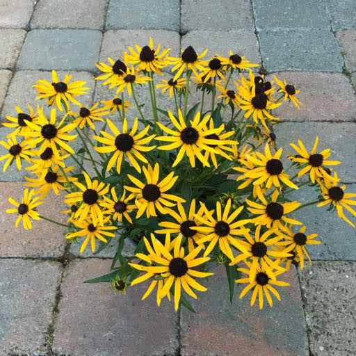 Rudbeckia 'Little Goldstar'  1 Gallon