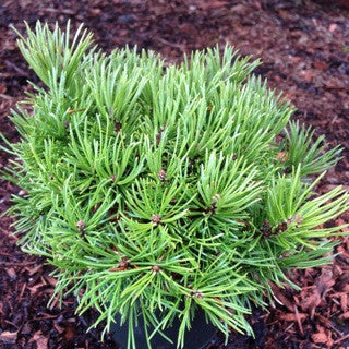 Pinus mugo 'Mops' 4 Inch