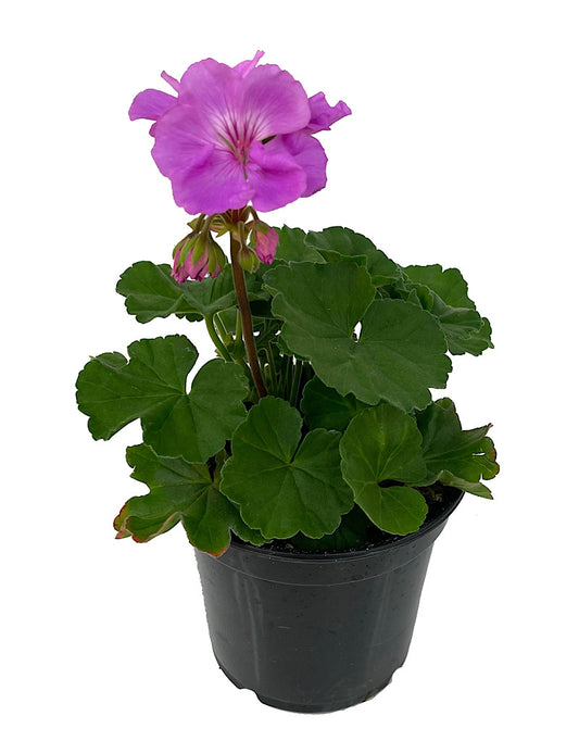 Geranium Zonal 'Moonlight Lavender Evolution'