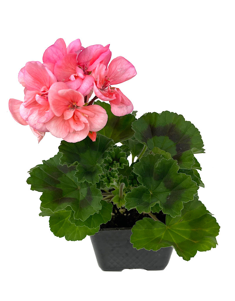 Geranium Zonal 'Tango Salmon' 4 Inch