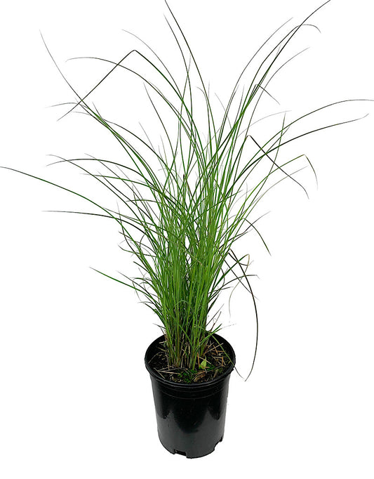 Miscanthus sinensis 'Gracillimus' 1 Gallon