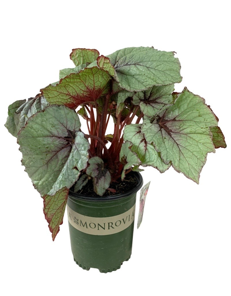 Begonia 'T-Rex First Blush' 1 Gallon