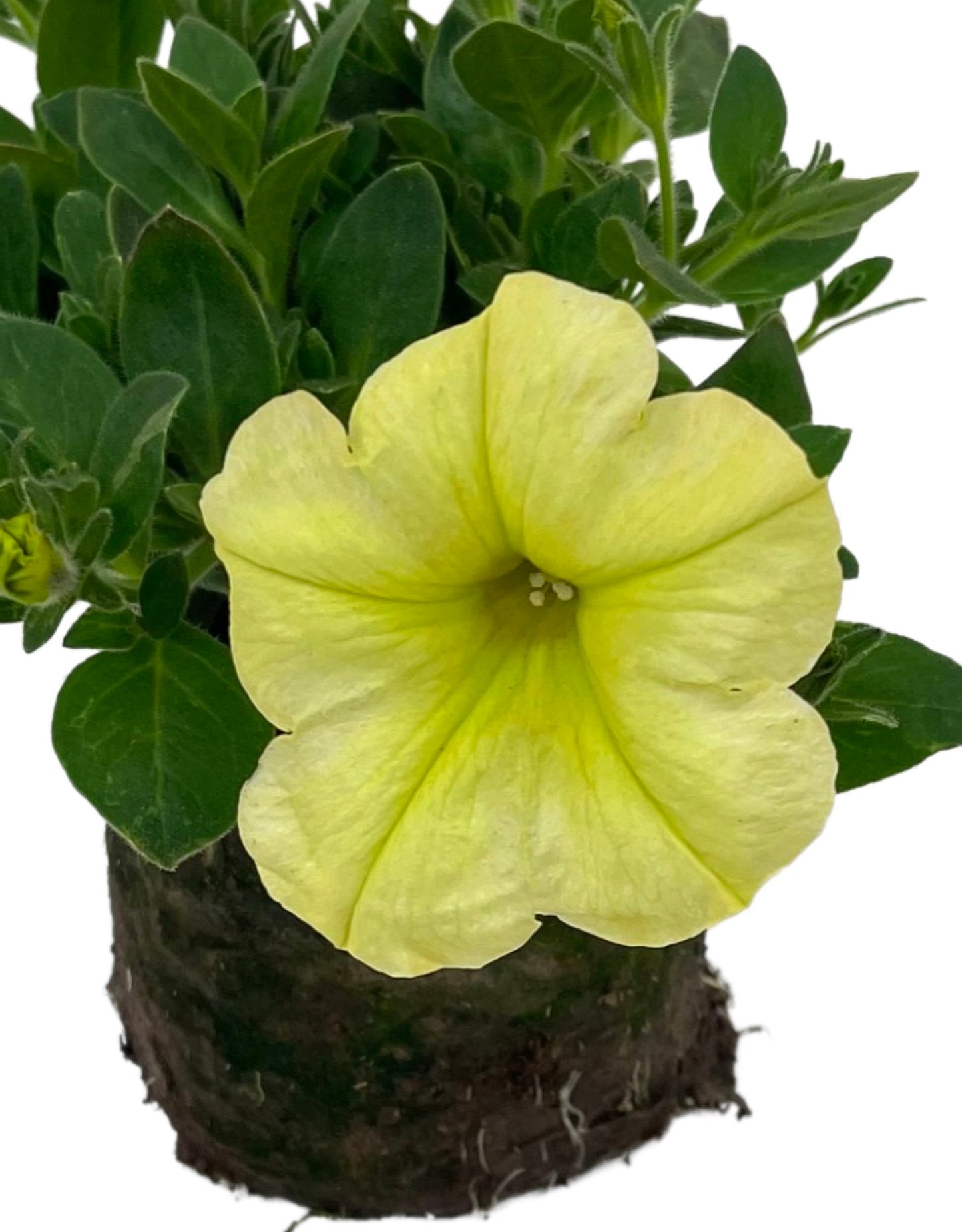 Petunia 'Sanguna Banana Candy'