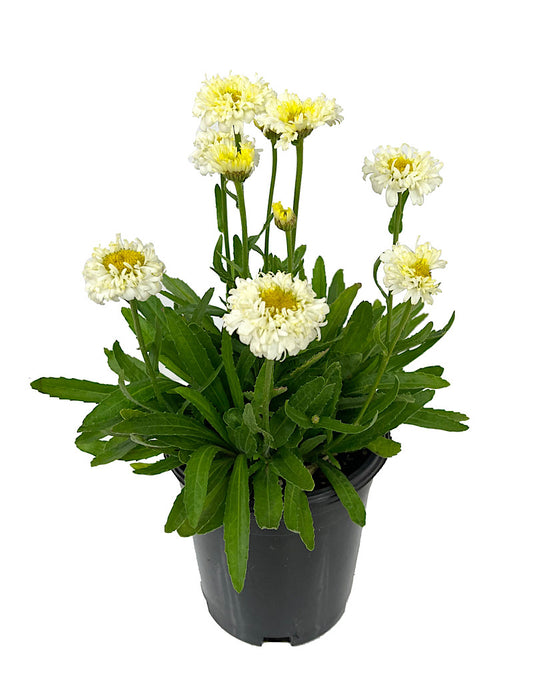 Leucanthemum superbum 'Luna' 1 Gallon