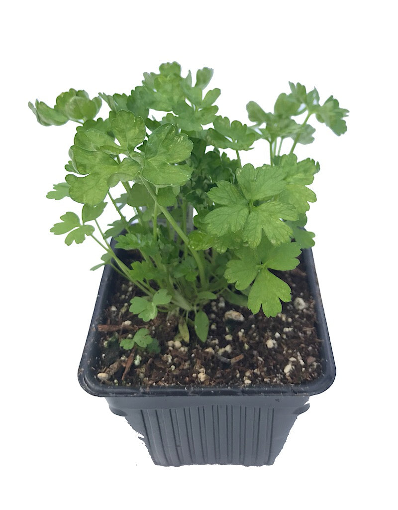 Parsley 'Italian' 4 Inch