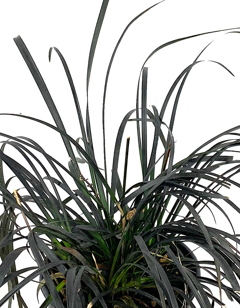 Ophiopogon planiscapus 'Nigrescens' 1 Gallon