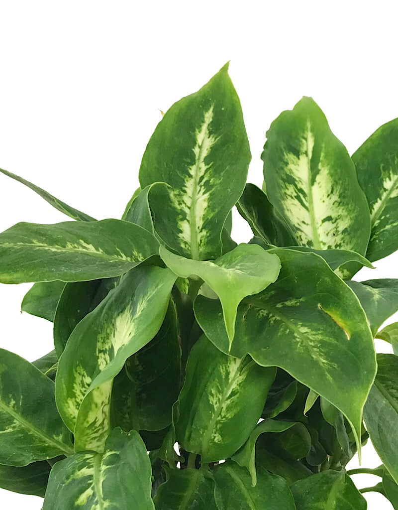 Dieffenbachia 'Perfecta Compacta'