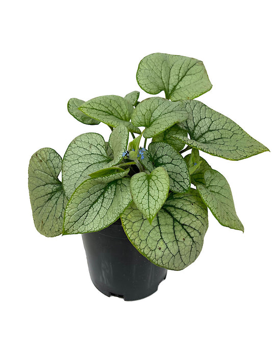 Brunnera macrophylla 'Alchemy Silver' 1 Gallon