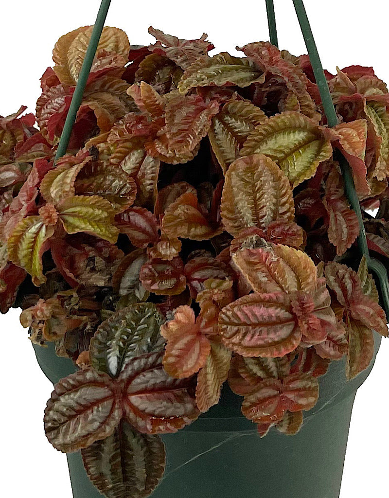 Pilea 'Red Leaf' 6 Inch Hanging Basket