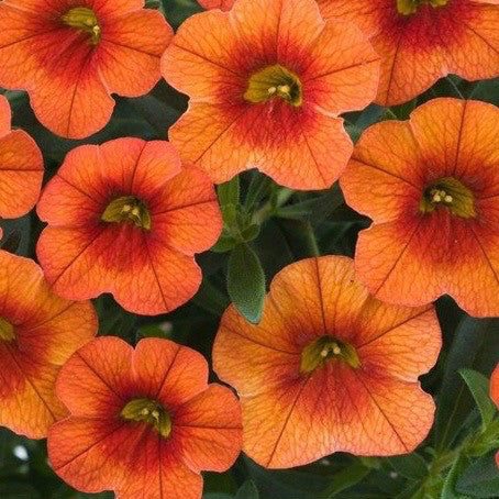 Calibrachoa 'Callie Orange' 4 Inch