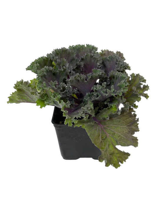 Kale 'Kamome Red' 4 Inch