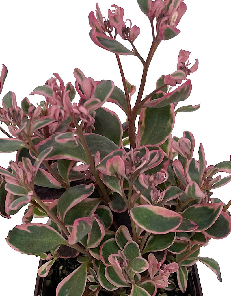 Sedum 'Dream Dazzler' Quart