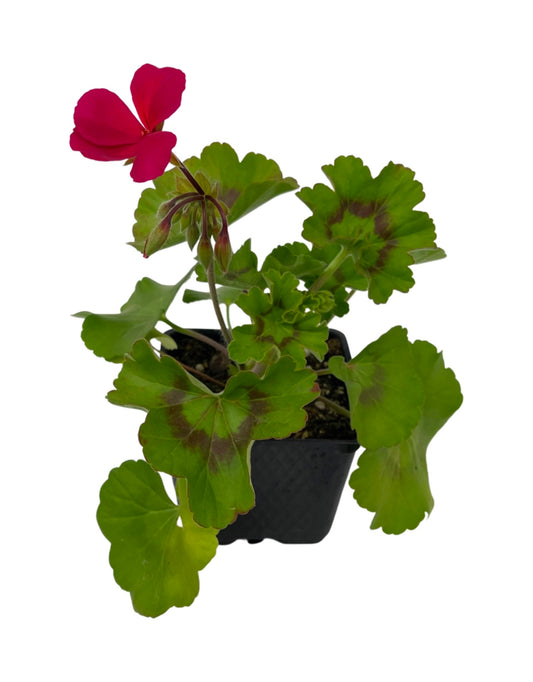 Geranium Zonal 'Caliente Magenta'