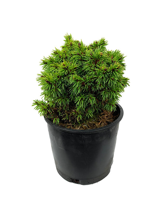 Picea glauca 'Elf' 4 Inch