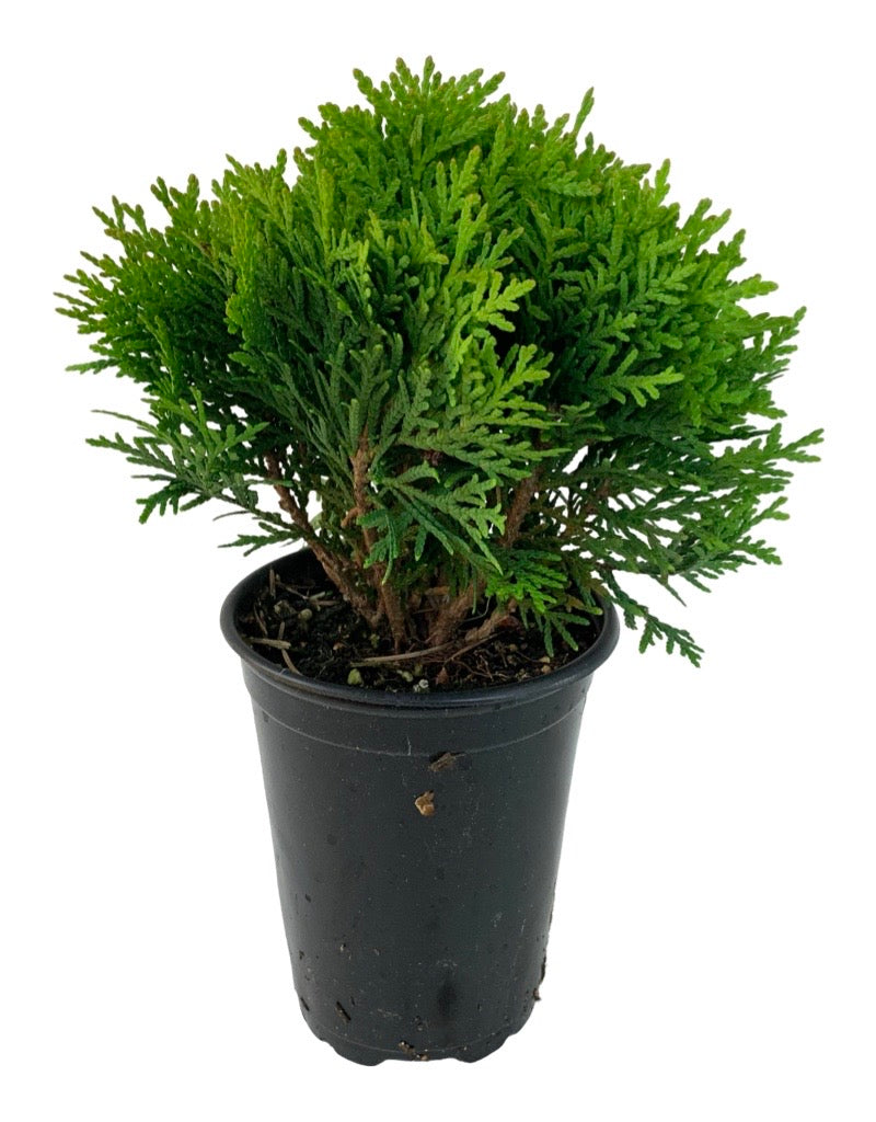 Thuja occidentalis 'Danica' Quart