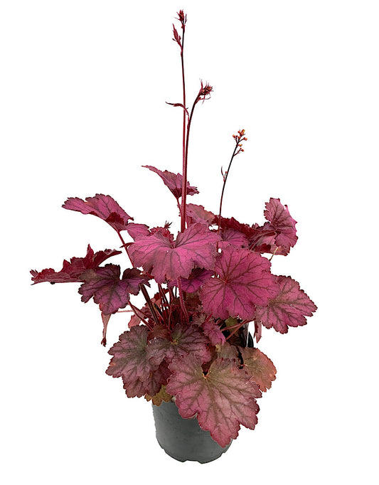 Heuchera 'Carnival Rose Granita'