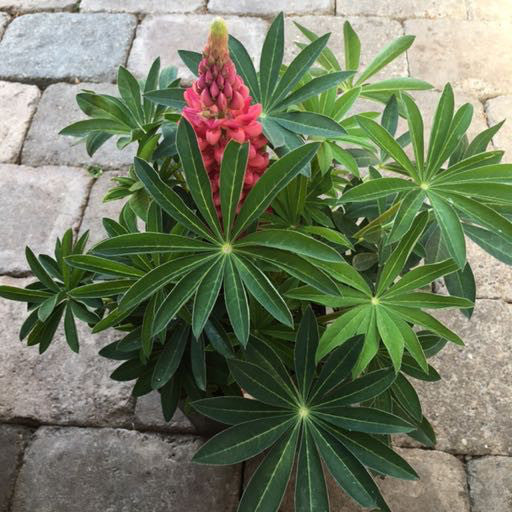 Lupinus r. 'Gallery Pink' 1 gal