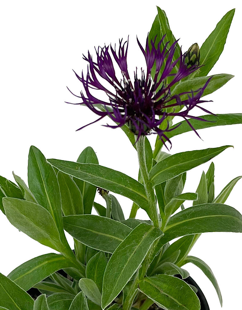 Centaurea 'Amethyst Dream' 1 Gallon