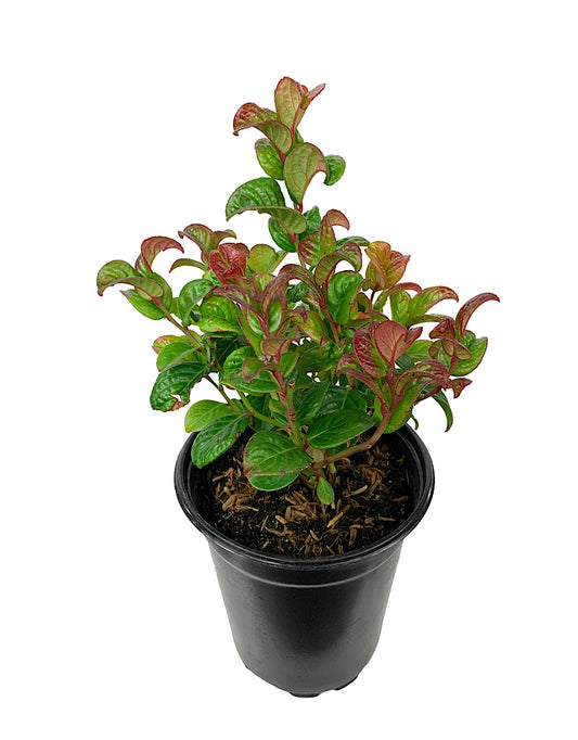 Leucothoe 'Curly Red' Quart