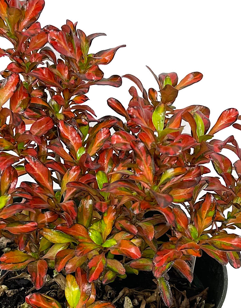 Coprosma 'Evening Glow' Quart