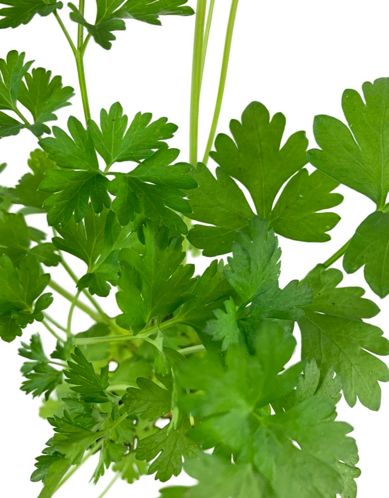 Parsley 'Italian Dark Green'