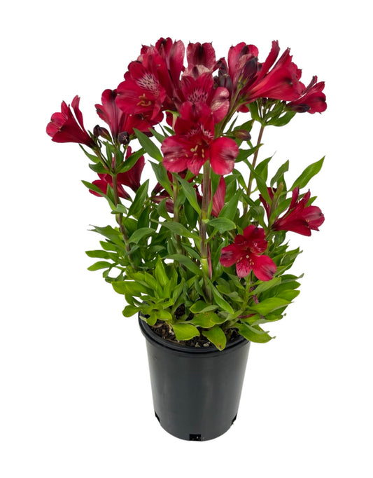 Alstroemeria 'Inca Noble' 1 Gallon