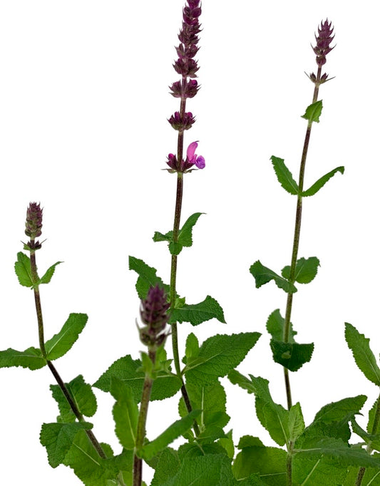 Salvia nemorosa 'Rose Marvel' Quart