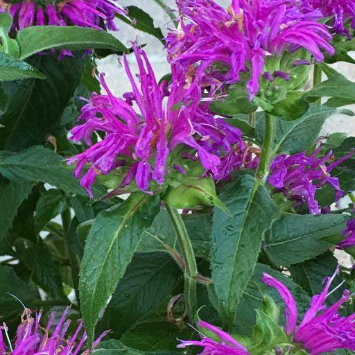 Monarda 'Balmy Lilac'- 1 gal