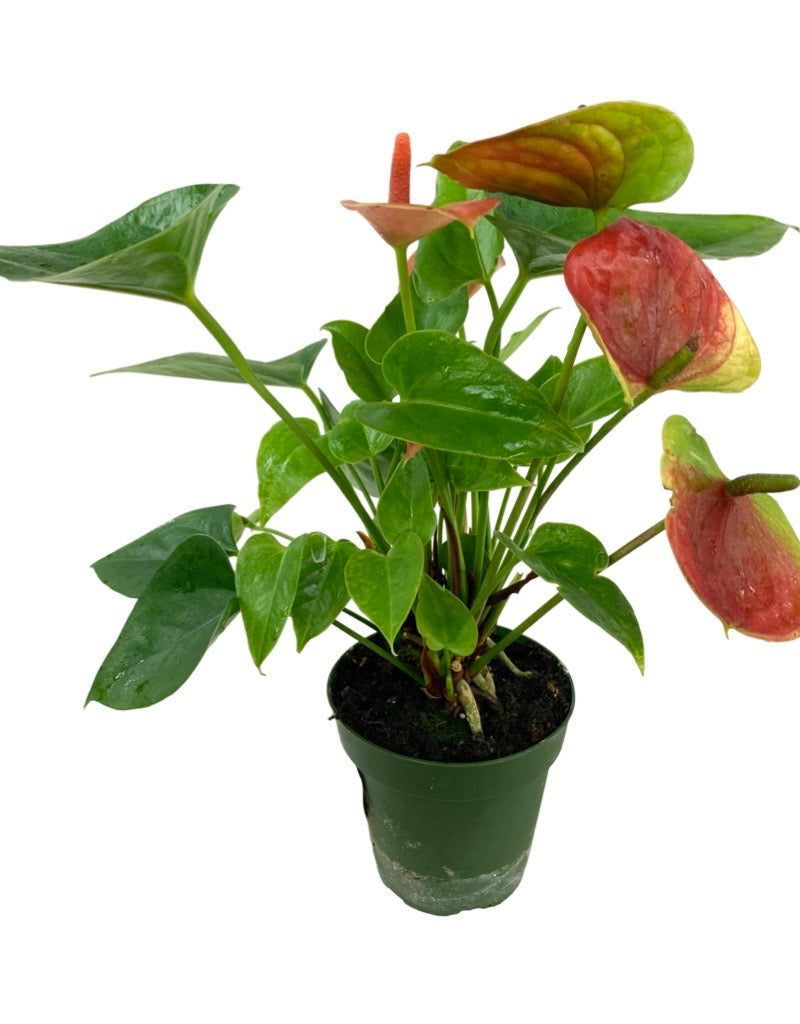 Anthurium andraeanum