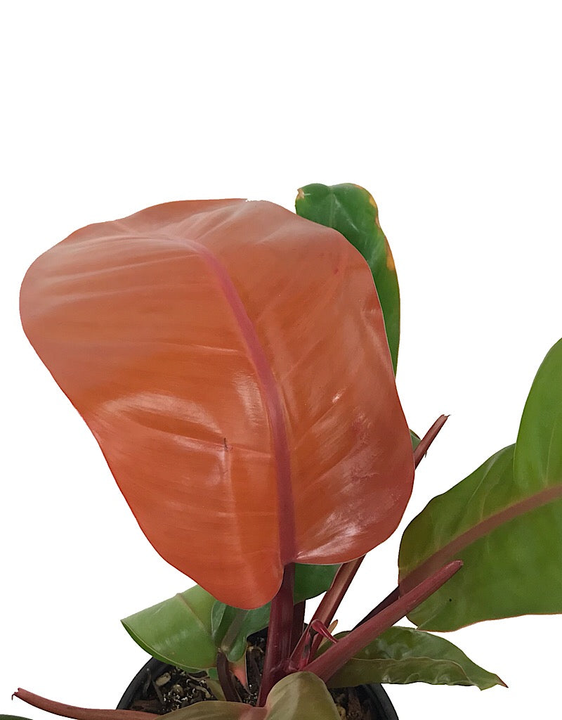 Philodendron 'Prince of Orange' 6 Inch