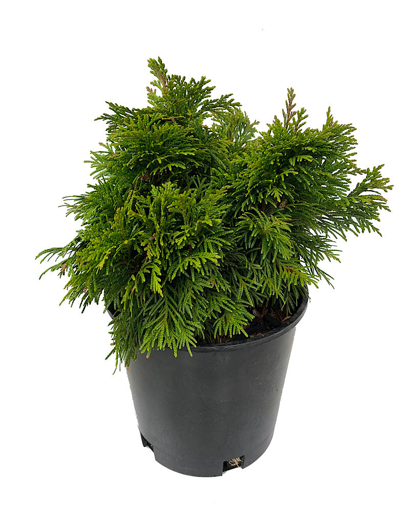 Thuja plicata 'Grune Kugel' 2 Gallon