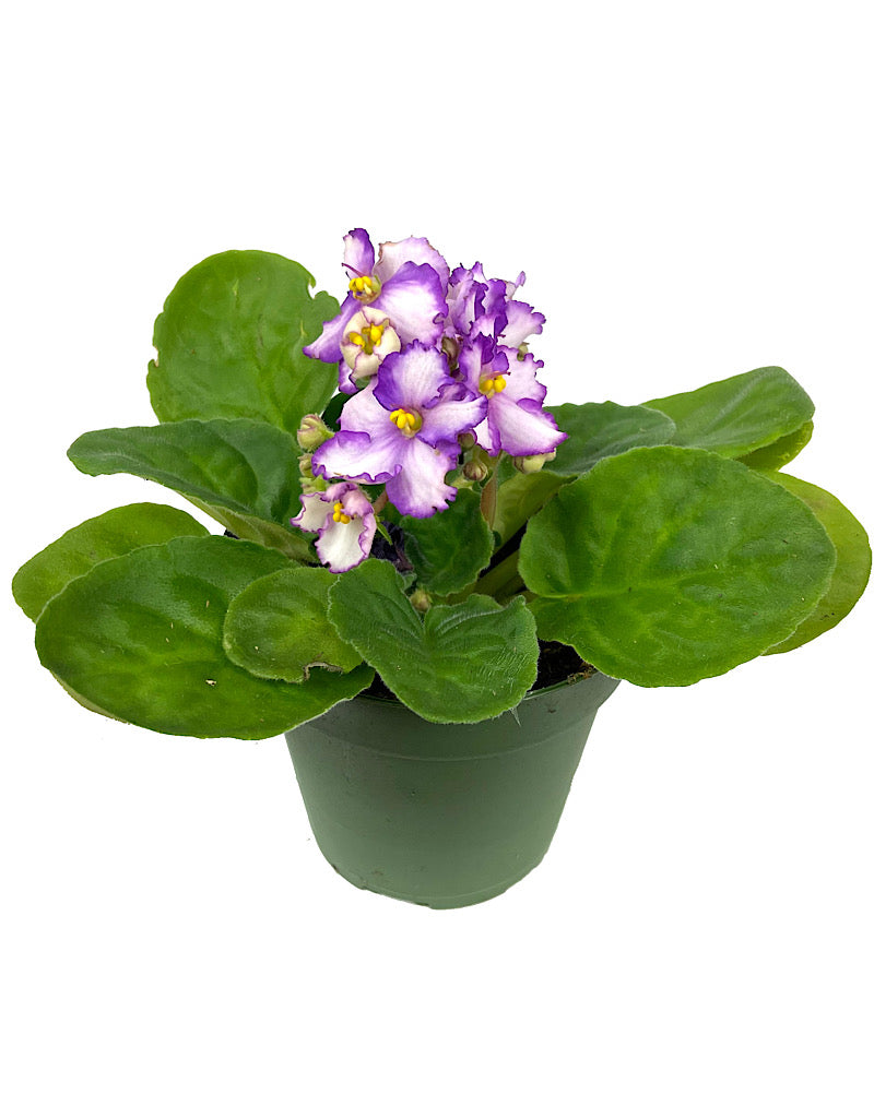 Streptocarpus 4 Inch